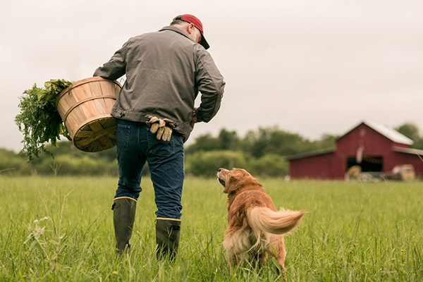 Harvesting gratitude